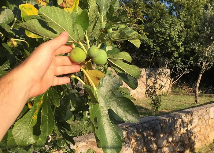 Appartamento Oaza Mira Ivana